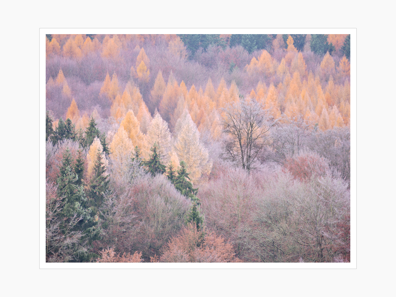 Max Schiefele Alle Bilder  DSF3772